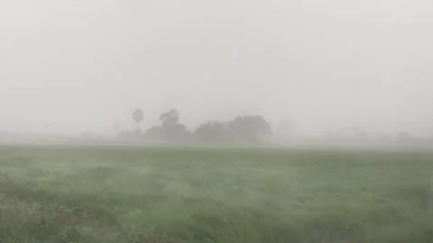 Thick Rain Fog Sweeping Over Green Rice Field In Cambodia Stock Footage 341903591