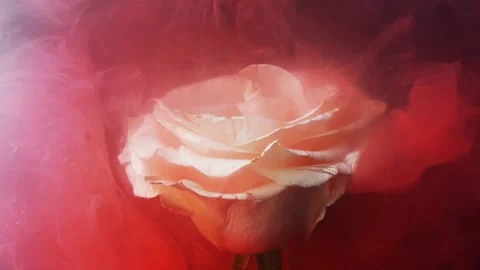 Thick red mass envelops white flower. Stock Footage 89003975