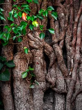 Thick root system on the wall with a few leaves in one corner 写真素材