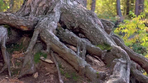 Thick roots of the tree Stock Footage 141998985