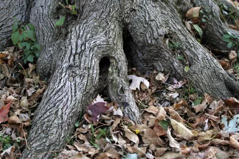 Thick roots of a tree Stock Photos
