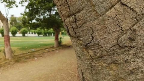 Thick rough tree bark texture with park pathway blur stock photo view Stock Photos