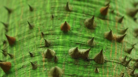 Thick, sharp thorns growing along the green trunk of a sandbox or hura Stock Footage 143932137