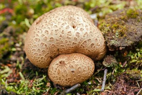 Thick-shelled earthball - Scleroderma citrinum Stock Photos