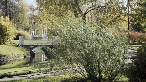 A thick shrub moves on the wind in the park Stock Footage 98273089