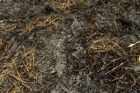 Thick Smoke From Active Forest Fire In Amazonia Stock Photos