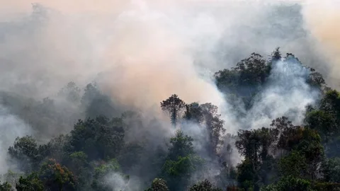 Thick smoke billows over dense forest canopy Video stock 332603002