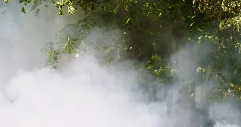 Thick smoke of burning forest fire on green forest leaves background slow motion Stock Footage 141635955