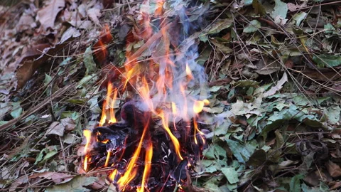 The thick smoke from burning leaves causes severe air pollution and PM2.5 issues Vídeo Stock 328643505