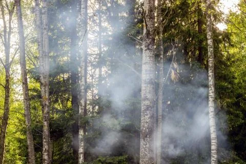 Thick smoke in the forest, fire, fire, danger and coziness Foto stock