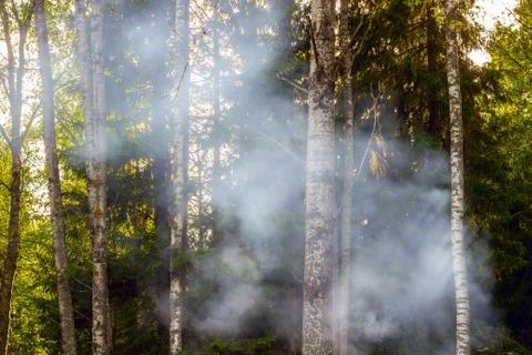 Thick smoke in the forest, fire, fire, danger and coziness Stock Photos
