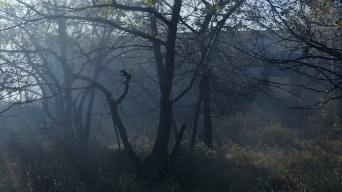 Thick smoke in the forest. The rays of the sun break through the smoke. Concept Stock Footage 124197854