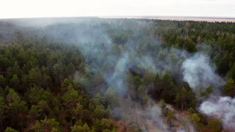 Thick smoke rises above the trees. Management of protected natural areas. Stock Footage 262789895