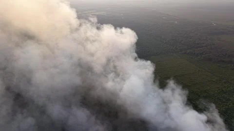 Thick smoke rises above a vast forest expanse Video stock 333354124