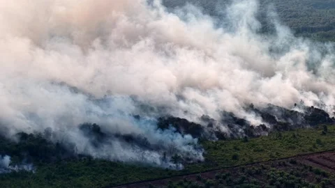 Thick smoke rises over burning forest canopy Stock Footage 332610683