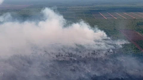 Thick smoke rises over burning forest floor 库存影片 337726008