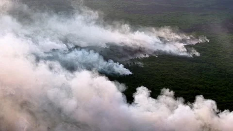 Thick smoke rises over dense green forest Stock-Footage 333354844