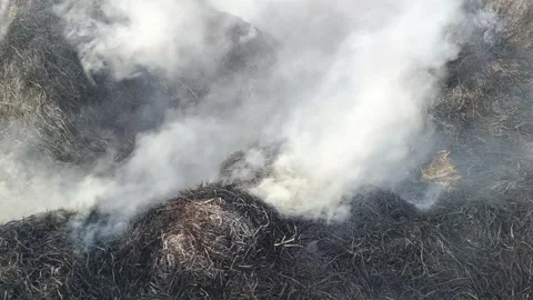 Thick smoke rising from burning dry rice straw in a rural agricultural field Video stock 339115448