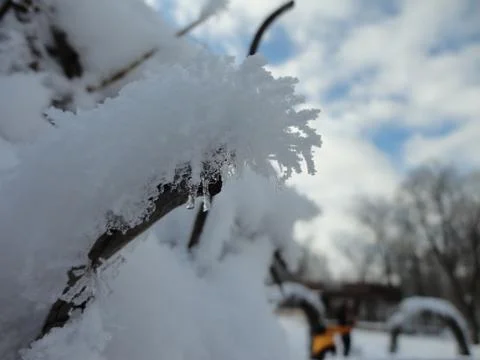 Thick snow on the branches Stock Photos