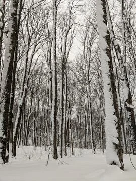 Thick Snow Clinging to Bare Trees in Winter Forest Fotos Stock