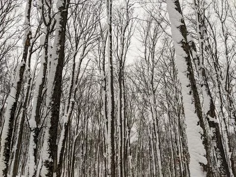 Thick Snow Clinging to Bare Trees in Winter Forest Stock Photos