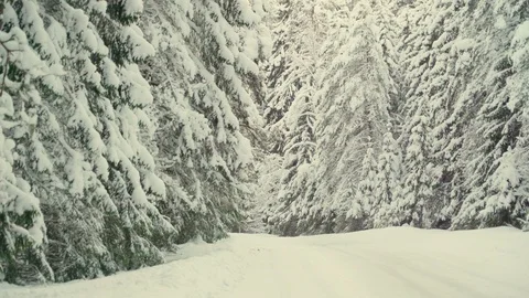 Thick snow covering the leaves of the trees Stock Footage 122051482