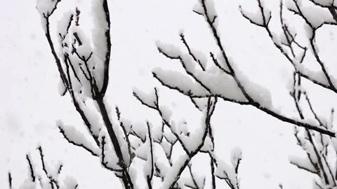 Thick snow falls on the black snow-covered branches of the trees Stock Footage 147448495