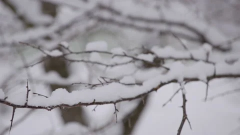 Thick Snow Hangs On Tree Branches In Japan Stock Footage 239654915