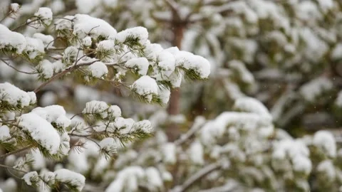 Thick snow on the pine trees Stock Footage 259619702