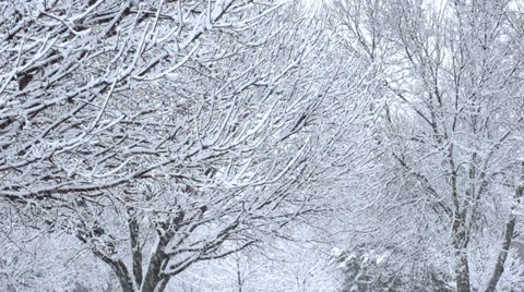Thick snow &amp; snowing on tree branches Video stock 35054370