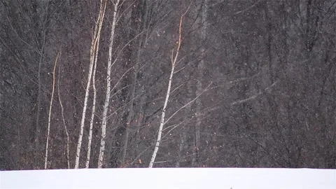 Thick snow is spread over the meadow in front of bare birch forest Stock Footage 91904141