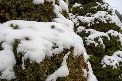 Thick Snowfall Drapes Hedges Creating Peaceful Winter Landscape Visuals Stock Photos