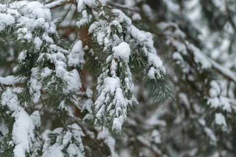Thick snowfall drapes over pine branches during active snowstorm, Dramatic .. Stock Photos