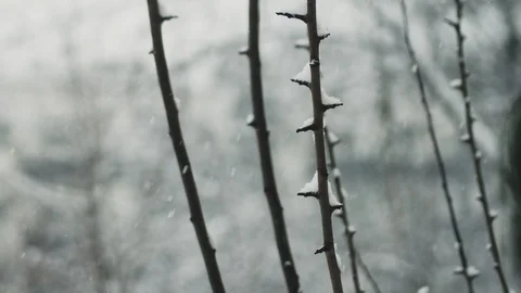 Thick snowfall falling on branch during winter holiday season, snowy wonderland Stock Footage 122267914