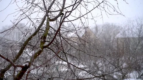 Thick snowflakes falling on naked winter trees Stock Footage 148467557