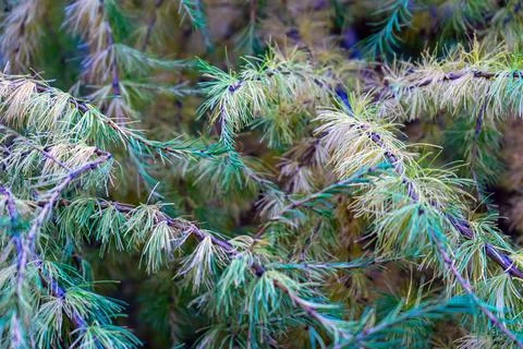 Thick soft green branches of Siberian larch. Selective soft foscus Stock Photos