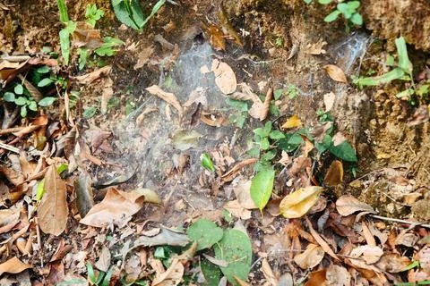 Thick spider web covered with dry leaves and soil on a ground cliff in a tr.. Stock Photos