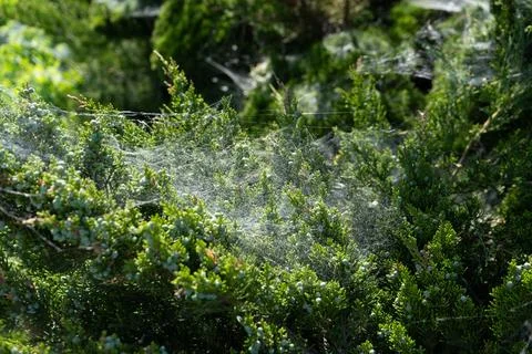 Thick spider web covering green juniper bush branches in sunny backyard garde Stock Photos