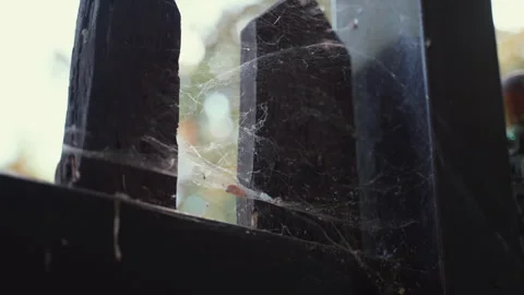 Thick spider web mixed with fallen leaves, dirty and dead insects Stock Footage 288451955