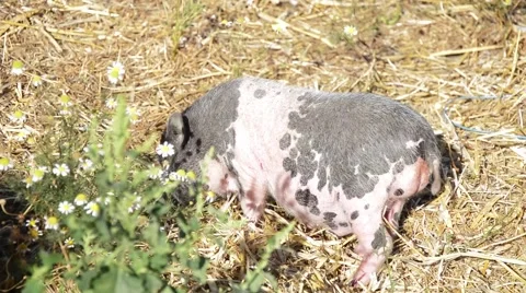 Thick spotted pig Stock Footage 54741086
