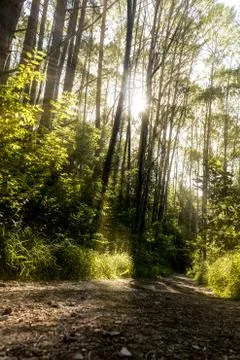 Thick spring forest, the sun breaks through the trees. 库存照片