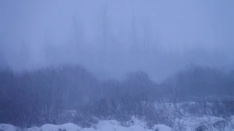 A thick spring snowfall on the background of the edge of a bare black forest Stock Footage 341682230