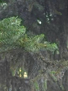 Thick spruce branch sharp needles Stock Photos