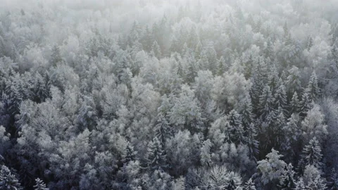 Thick spruce forest covered in snow, aerial landscape. Trees in winter pattern Stock Footage 147433682