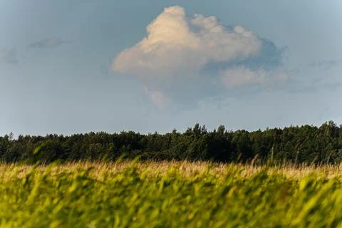 Thick storm clouds stretch across the sky with a visible curtain of rain falling Foto stock