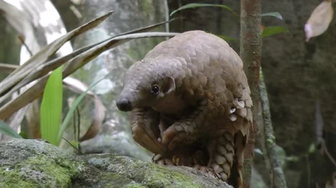 Thick-tailed pangolin Video stock 64802044