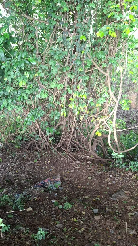 Thick Tangle of Woody Vines and Lush Green Foliage in a Forest Video stock 337333542