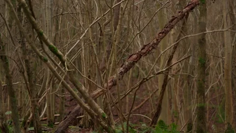 A thick tangled mess of fallen and damaged scraggy trees in a woodland Stock Footage 260826359
