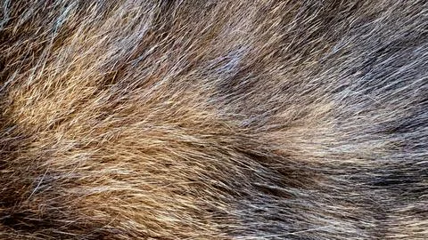 Thick texture of rough fur of a wild animal close-up in natural browns, grays Stock Photos