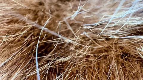 Thick texture of rough fur of a wild animal close-up in natural browns, grays Stock Photos